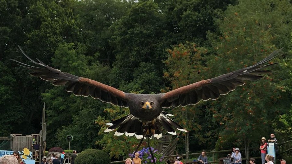  Julie Cowen snapped this eagle in a show at Robin Hill, Isle of Wight