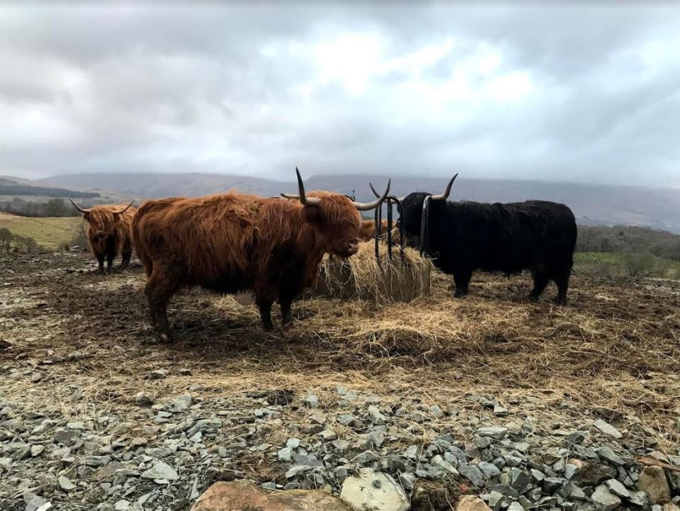  Serene Highland cattle snapped by Alexia Meredith at Portsonachan, Argyll and Bute