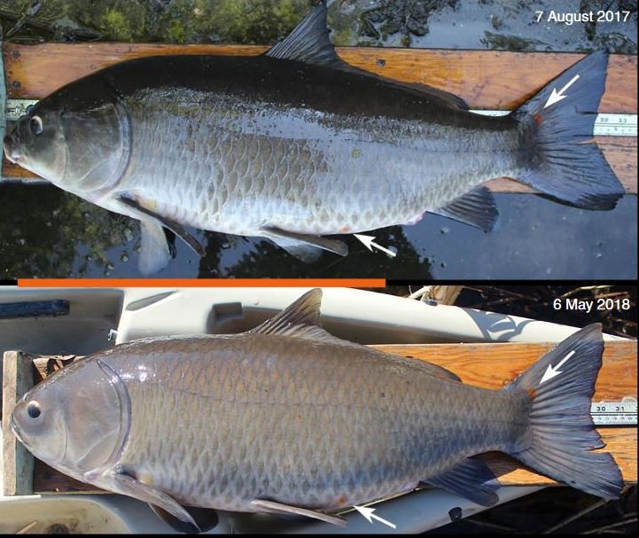  The researchers identified tell tale signs so they were certain that they were looking at the same fish over the years