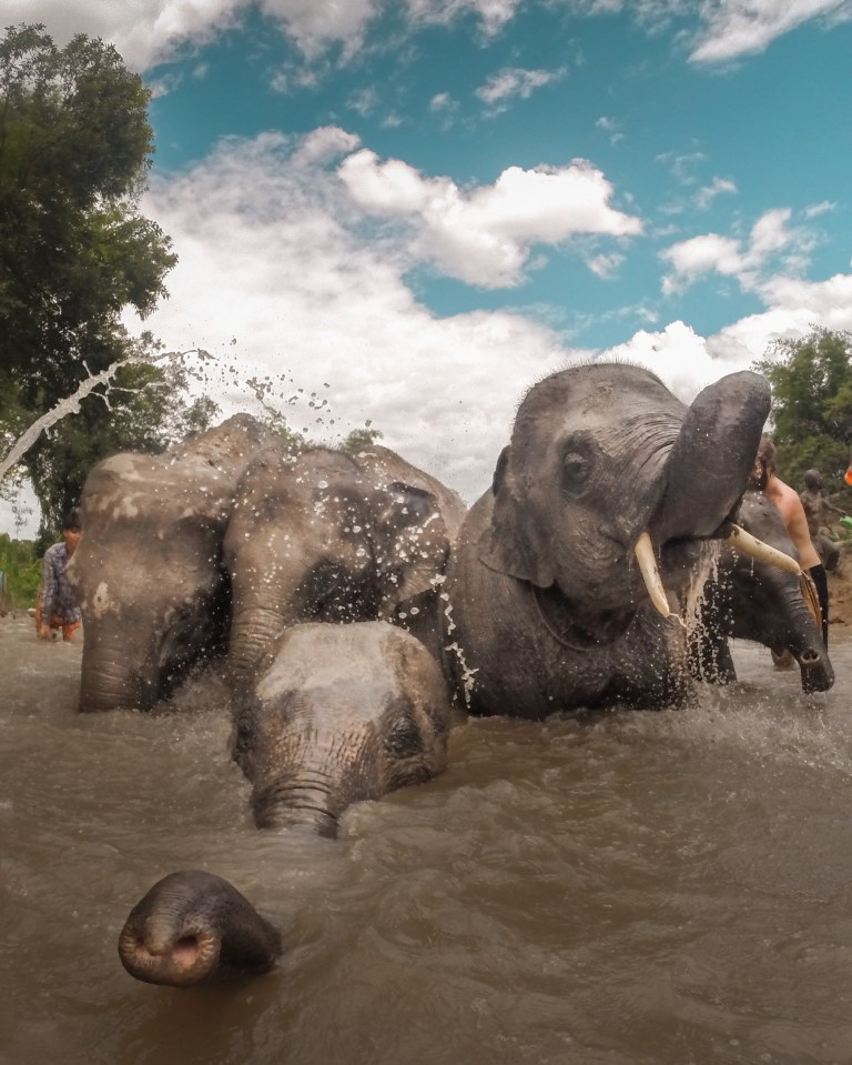  These elephants in Indonesia seem to be having a fun bath time