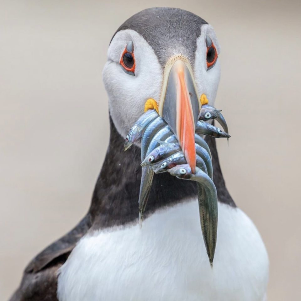  A puffin clutches fish in its mouth