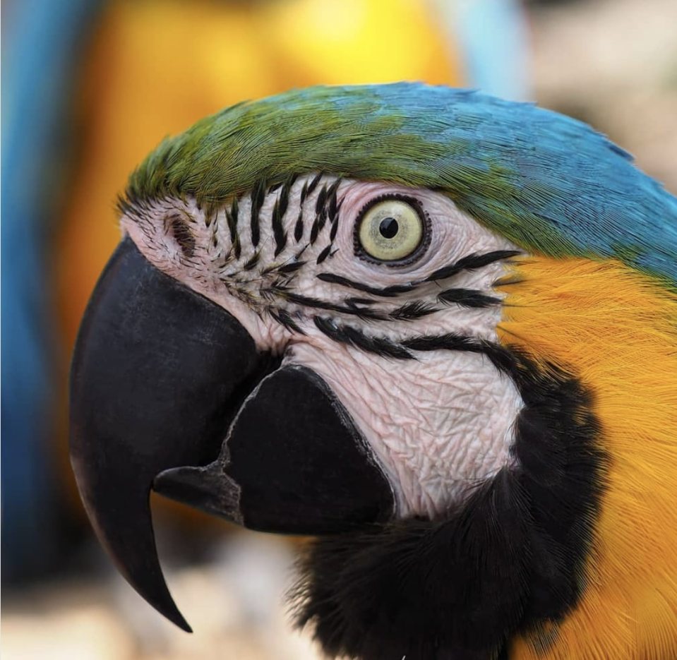  Bird's eye view, this photographer caught the great expression on this parrot