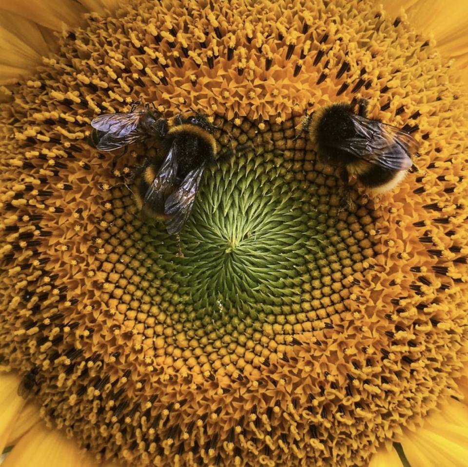  Busy bees collect pollen from a flower in Chartwell