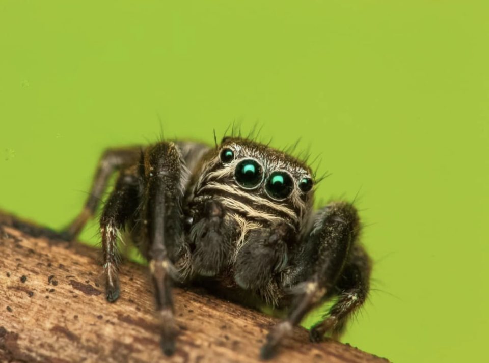  A petite jumping spider, managed to capture those beady eyes in brilliant detail