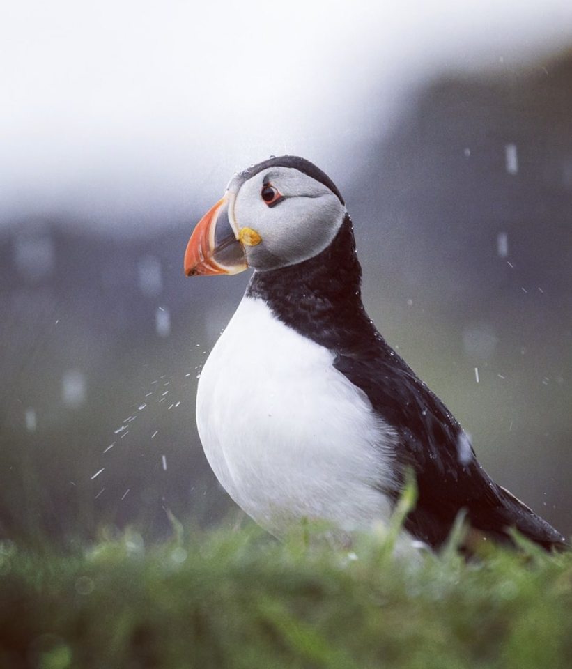  This colourful puffin was snapped in the Outer Hebrides