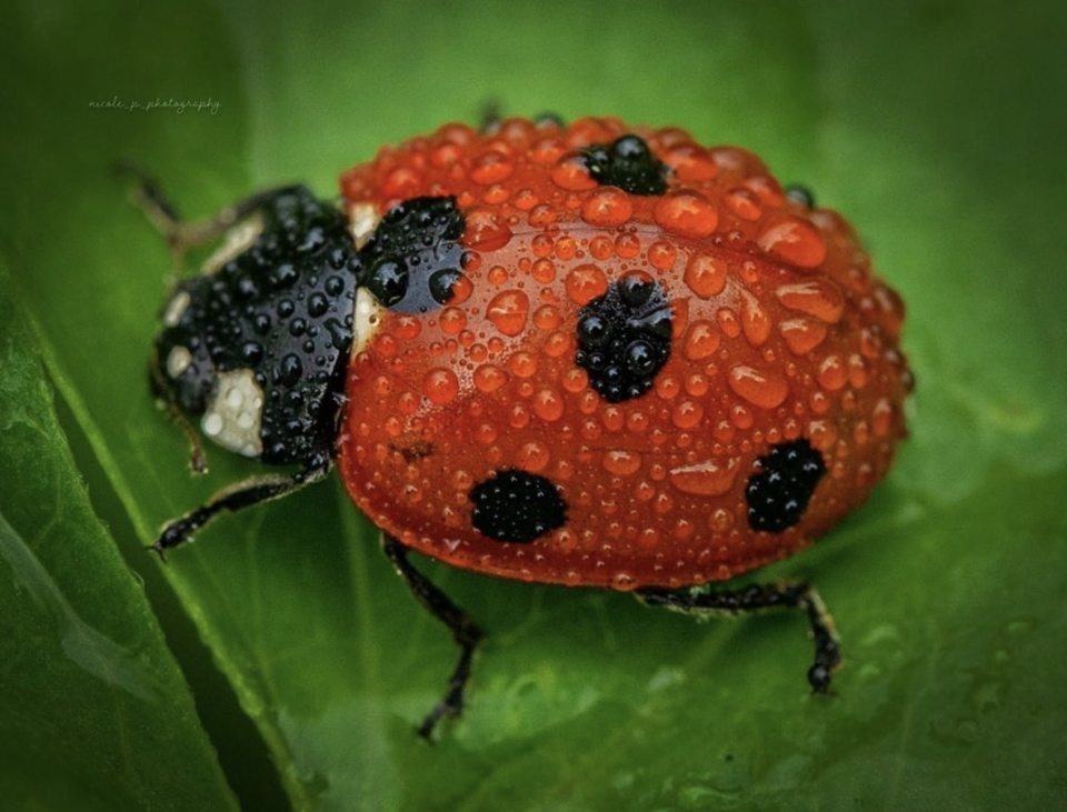  The detail of the water on this ladybird in Japan is stunning