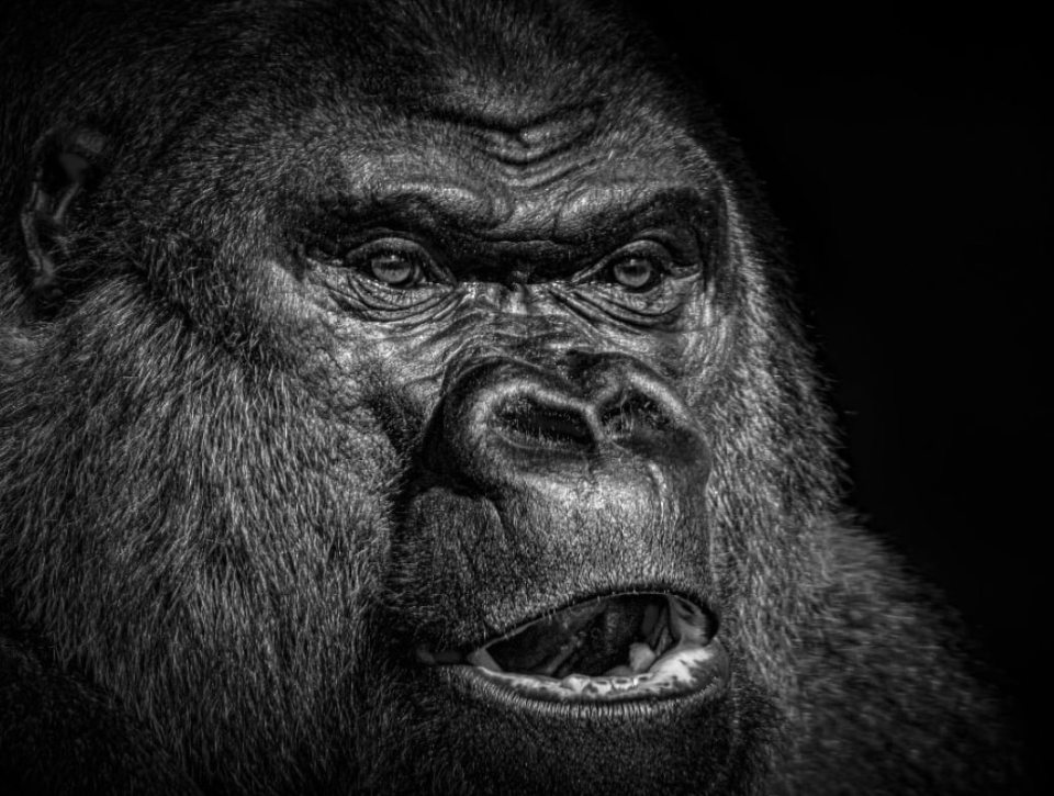  This photo of a Western Lowland Gorilla was taken at Twycross Zoo