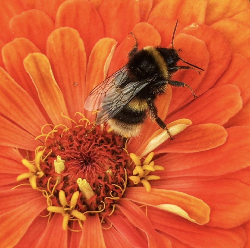  A bumblebee collects pollen from an orange flower