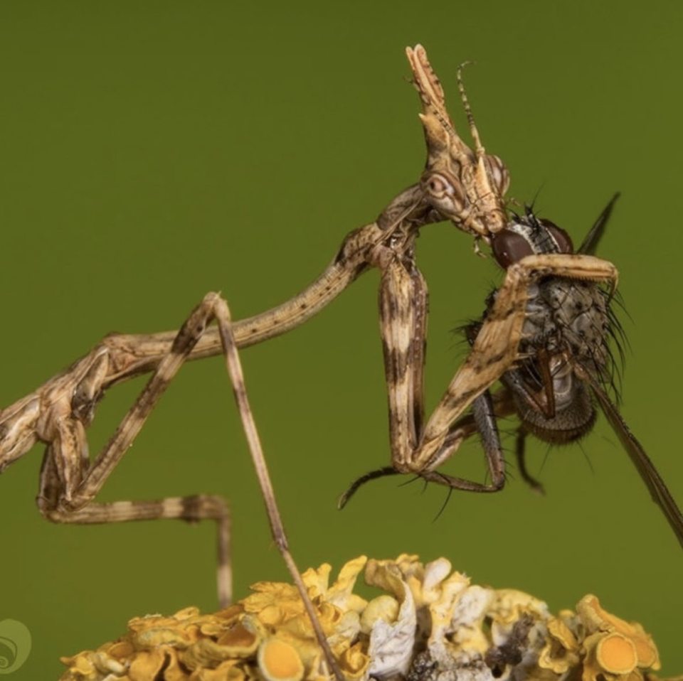  a conehead mantis Empusa tucking into a nice meal