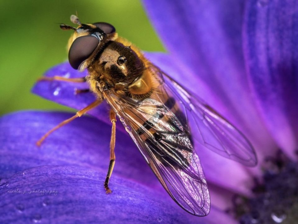  A wasp sits on a purple flower in Japan