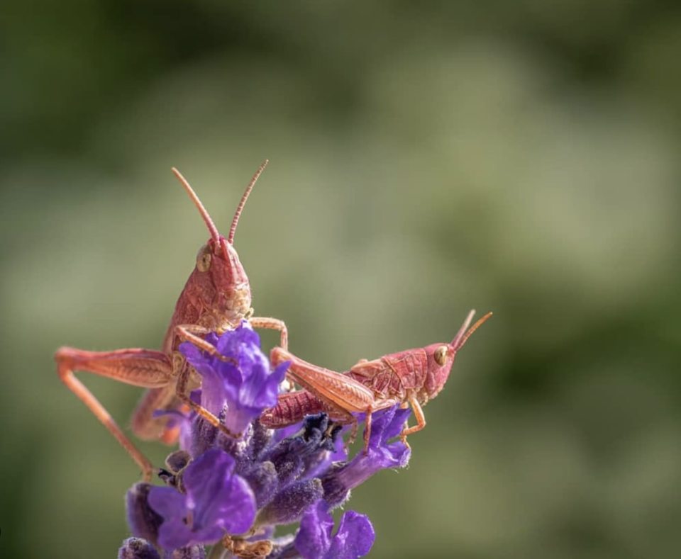  Pink grasshoppers rest on a flower