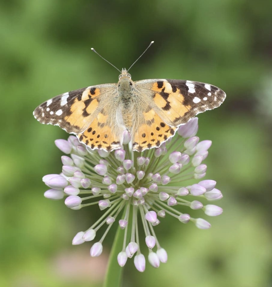  A Painted Lady Butterfly taken at St Andrews Botanic Garden