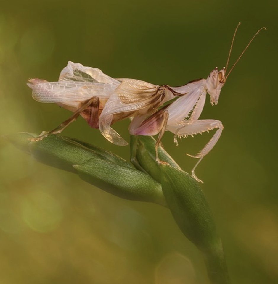  An Orchid mantis following his final malt