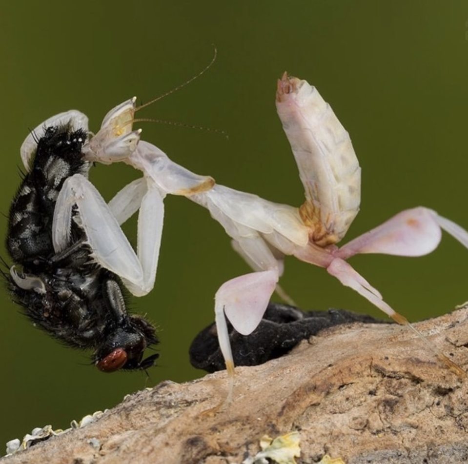  An orchid mantis devours a fresh fly