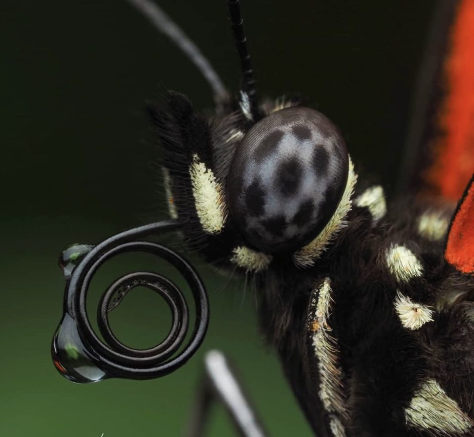  An insect is captured up close and personal