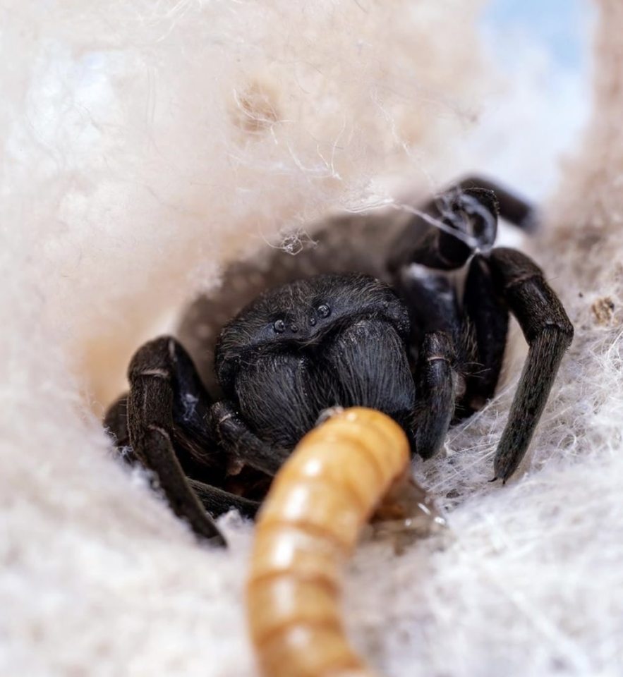  A Gandanameno spider tucks into its delicious dinner consisting of a worm