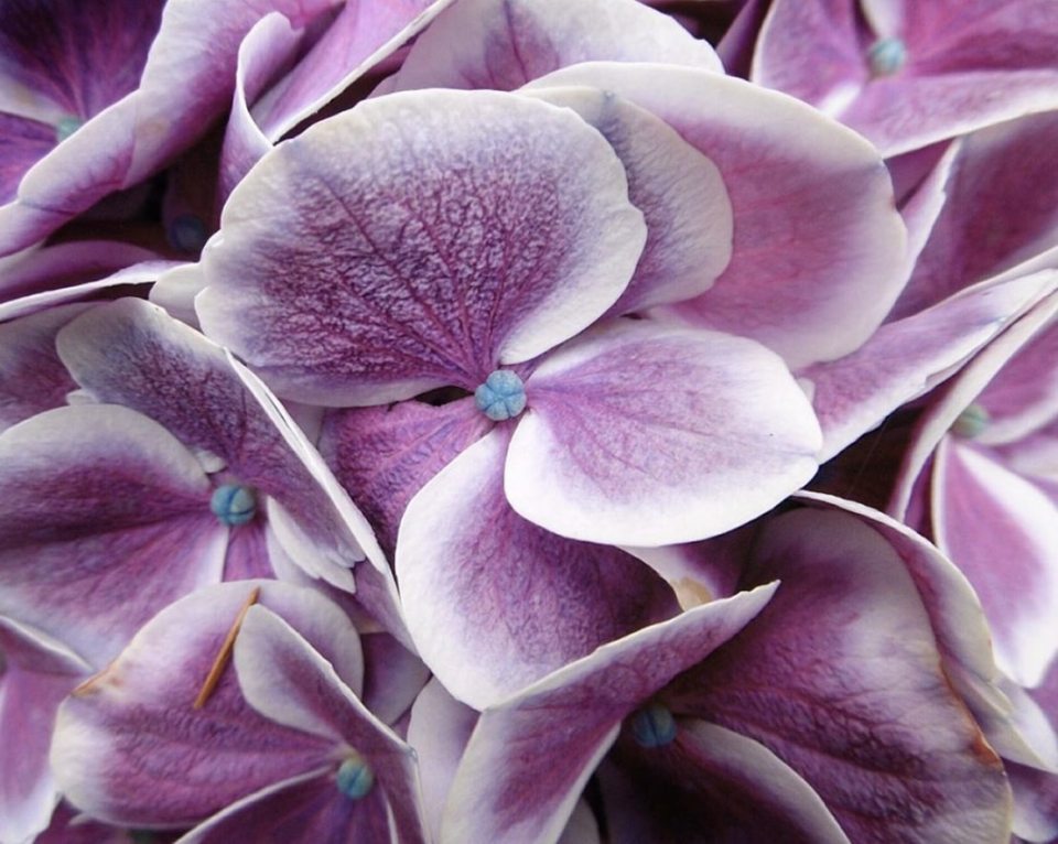  A beautiful hydrangea pictured at Glyndwr Plants, Corwen