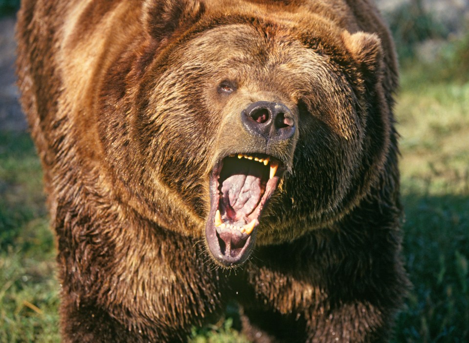 A brown bear has killed a man in Slovakia (stock image)