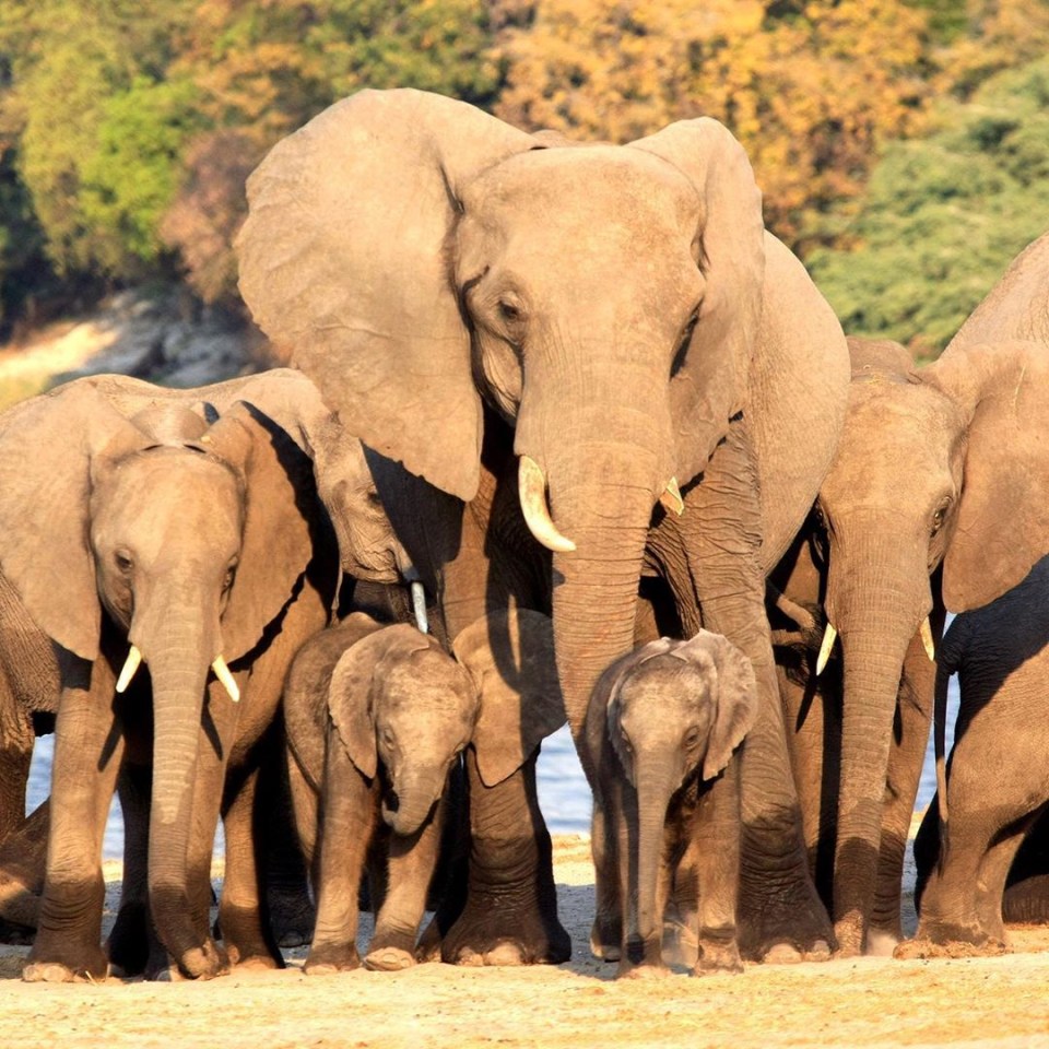  The Duke and Duchess of Sussex highlighted the work of the Elephants Without Borders charity