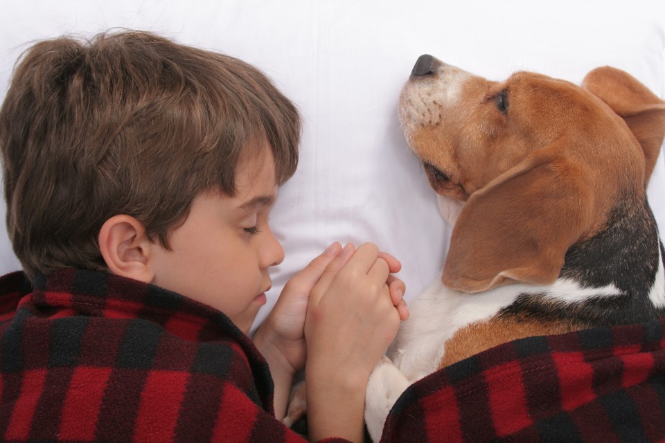  As long as the child and dog are both healthy and have good hygiene, there's no reason for them not to sleep in the same bed