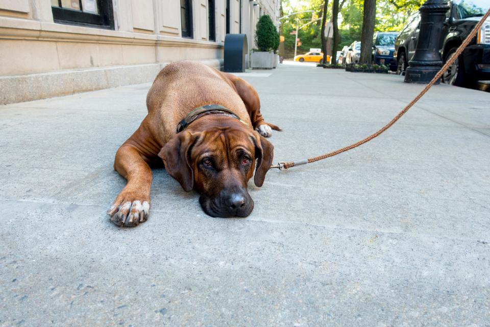  Sometimes back or neck pain can stop a dog wanting to go for a walk