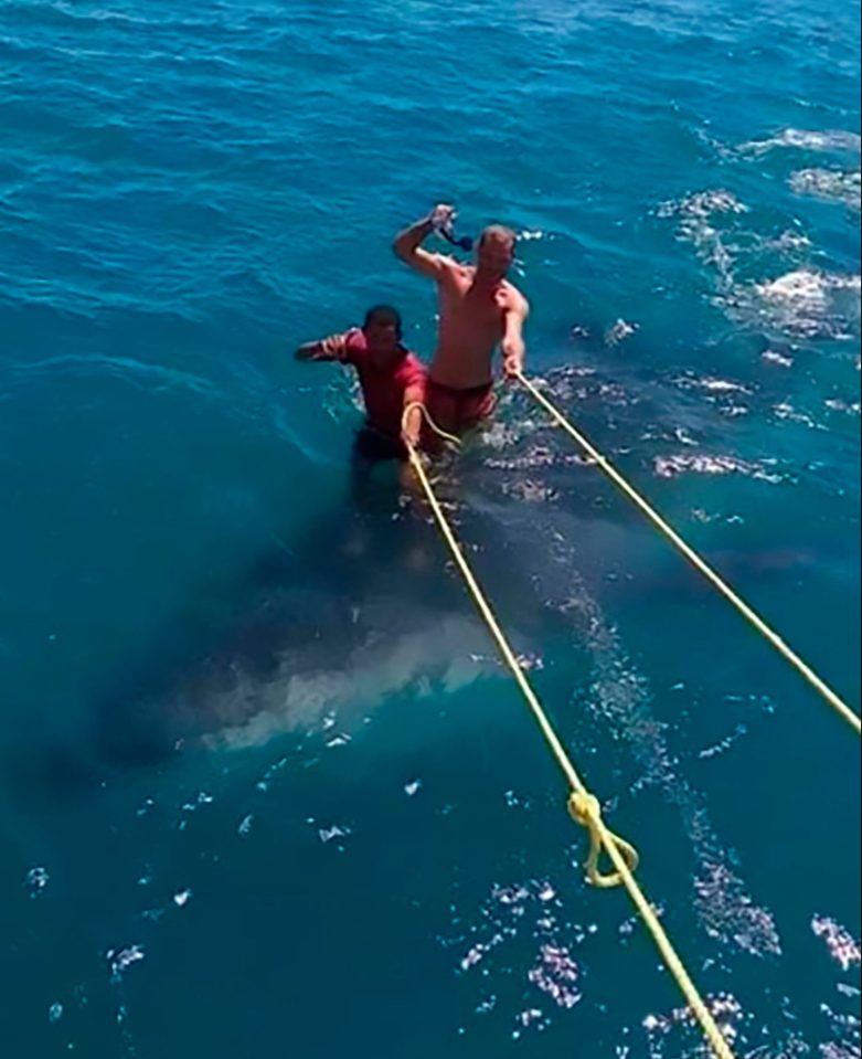  The giant whale shark is a protected species in Mexico