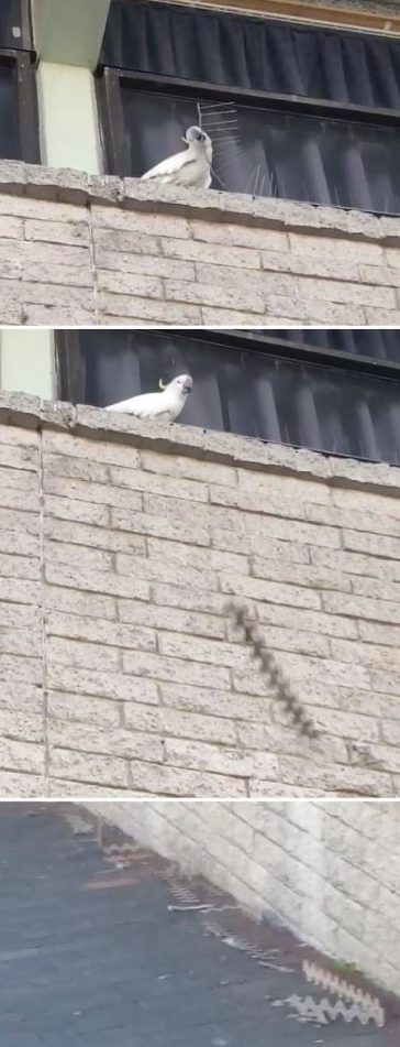  When it comes to anti-bird spikes, one parrot gets straight to the point