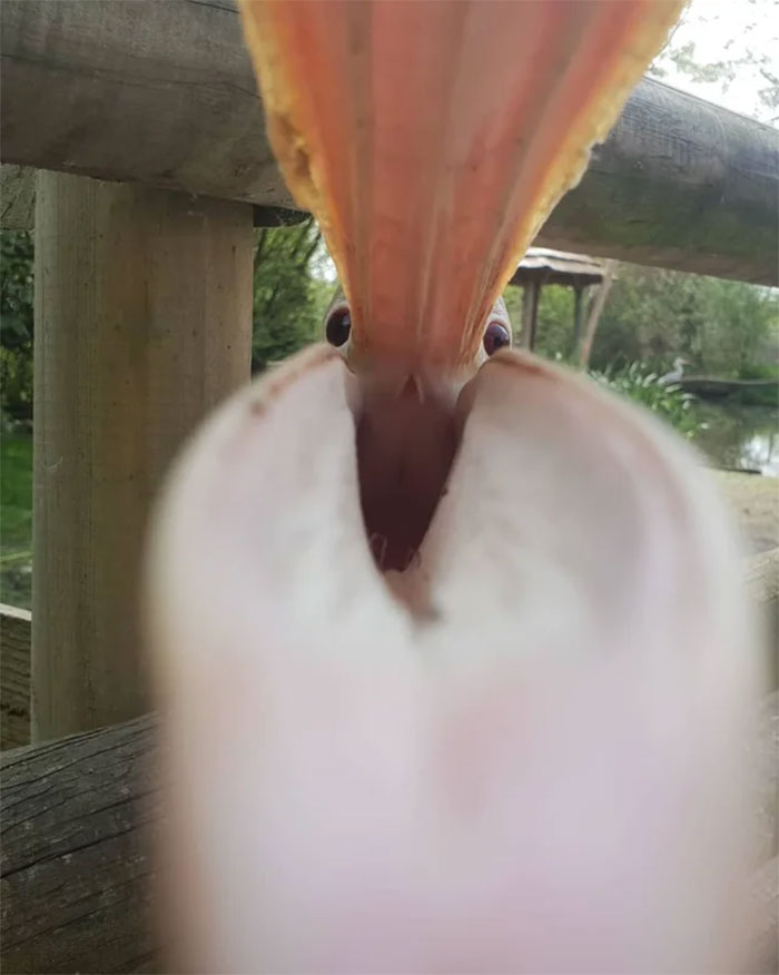  This pelican responded to being camera-shy by trying to gobble the photographer's mobile phone