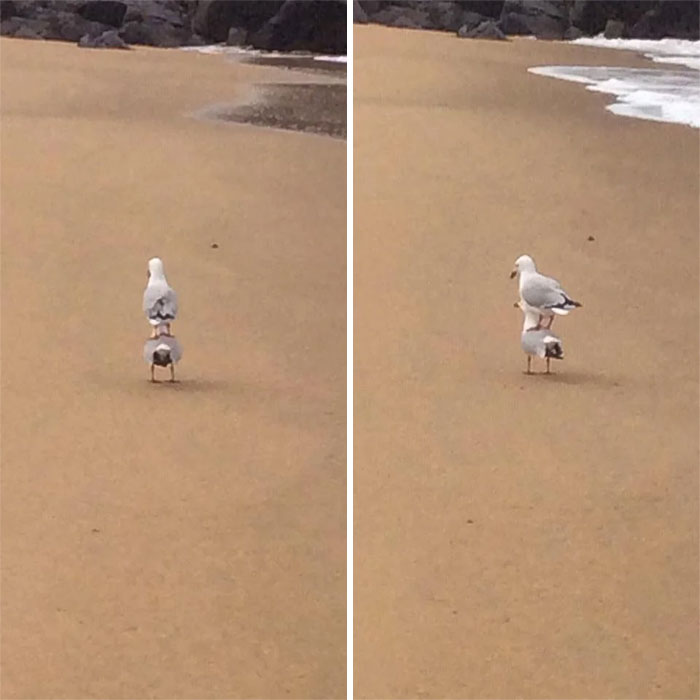  It's not just humans that birds wind up - this is shore-ly unacceptable behaviour