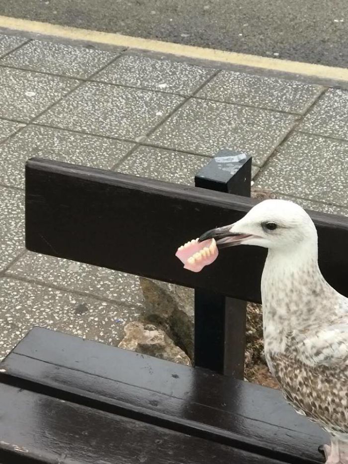  This bird clearly doesn't give a floss