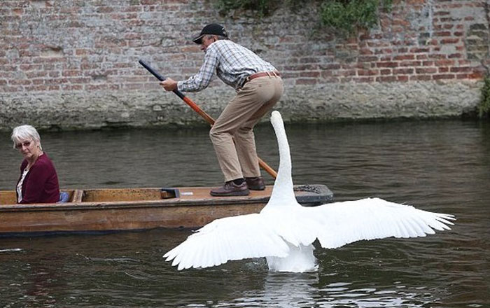  He thought he'd take his wife out for a peaceful punt, but instead ends up getting goosed by a swan