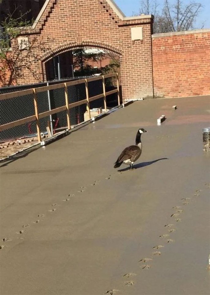  A concrete of example of how birds cement their own reputation for bad behaviour