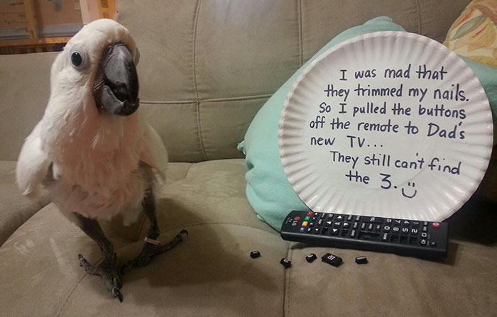  One parrot isn't even remotely sorry for its controller-wrecking shenanigans - just look at its crazed face