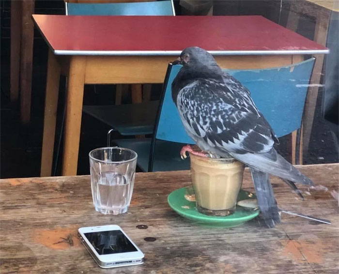  This pigeon is making an absolute mocha-ry of someone's morning cup of coffee