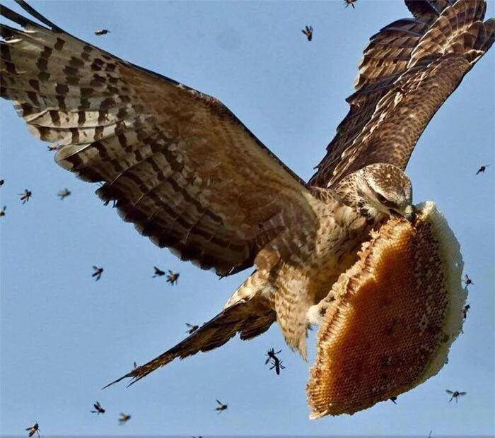  A hawk being an absolute buzz-kill for hard-working bees