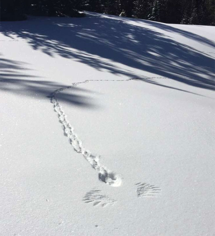  An adorable littl ebunyn rabbit was leavign adorable little tracks in the virgin snow. Then a hawk happened