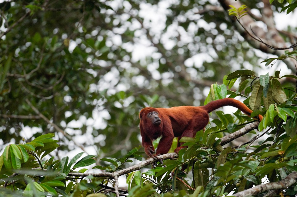  The rainforest wilderness is home to more than three million different plant and animal species