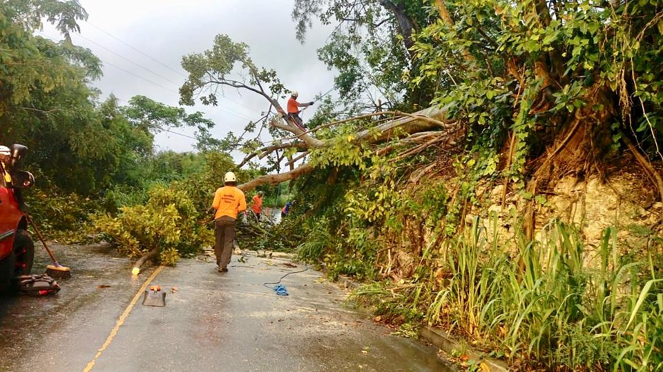  Members of the Roving Response Team remove a tree blocking a road in Brighton, St George, Barbados