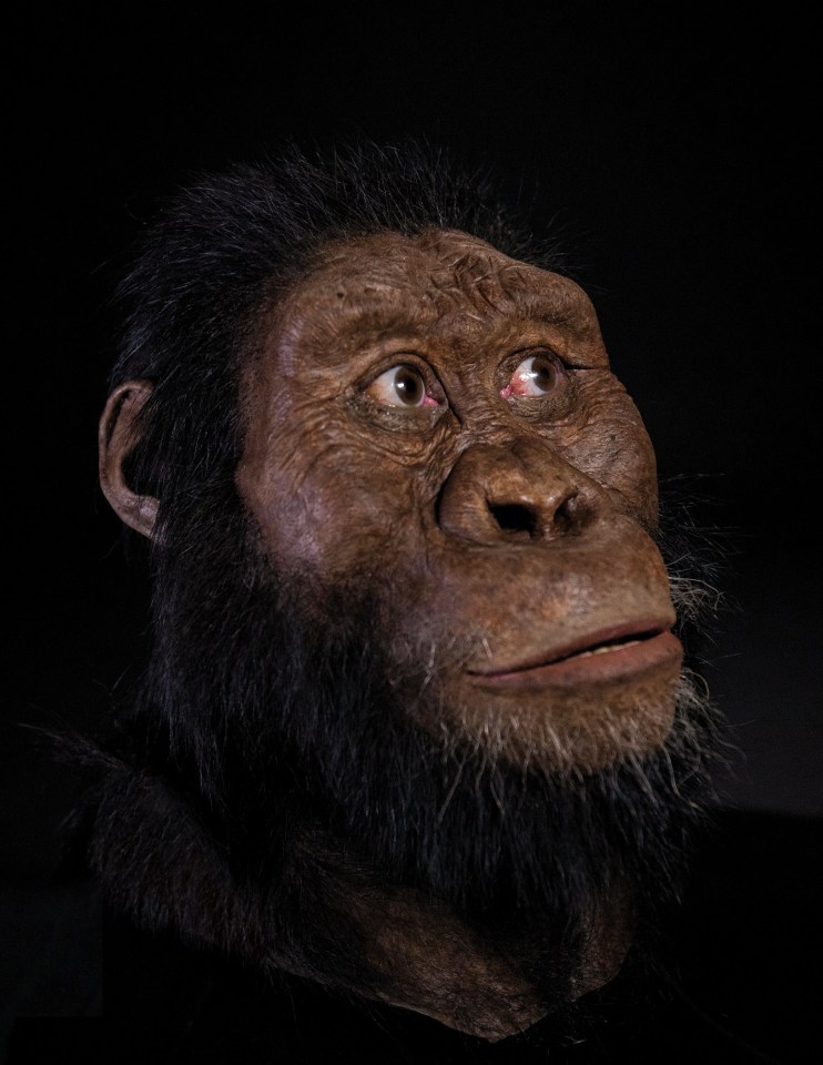  The ape-like early human, or hominid, was a member of a species known as Australopithecus anamensis.