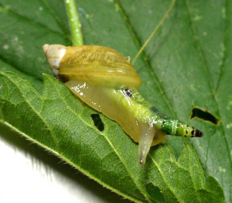  A land snail with Leucochloridium paradoxum inside its left eye stalk