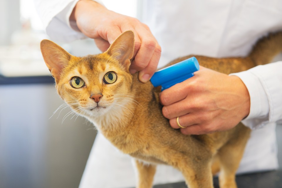 All pet cats will have to be micro-chipped under plans being announced by the Tories