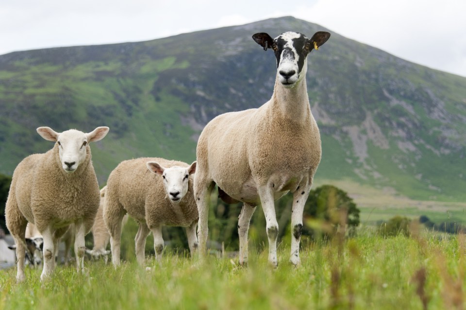  Sheep can get caught in the hooked edges of the Puya chilensis