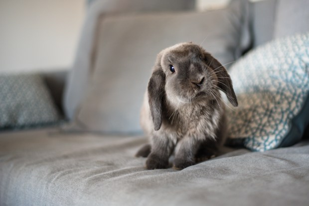 Bunny on the sofa