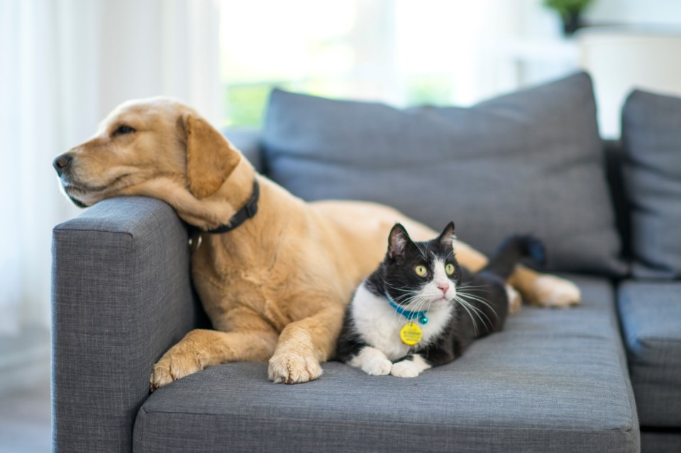  In the past, landlords asked renters with pets for a larger deposit but they're no longer allowed to do this