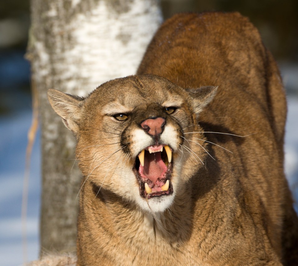  Pike fought off a mountain lion, like the one pictured here, by gouging its eye with a stick