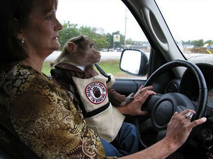  Richard helps his owner with agoraphobia