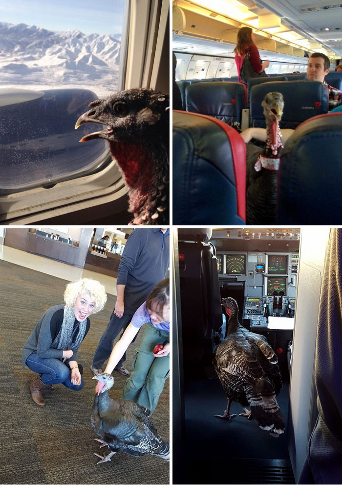  A turkey called Easter was allowed onto a flight