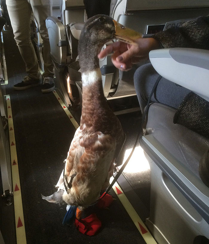  A duck was allowed on board to help a passenger with panic attacks