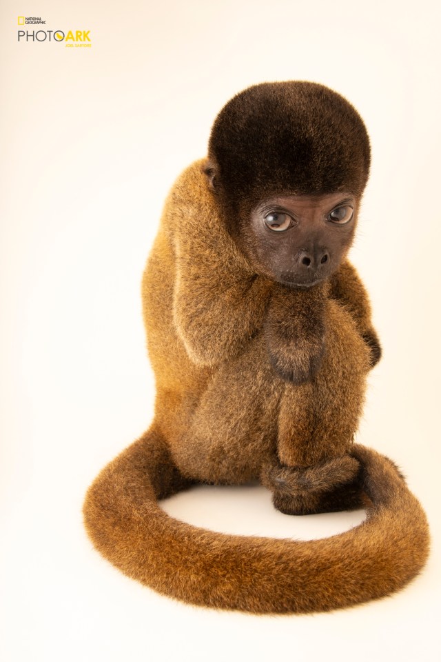  A gray woolly monkey: this young, malnourished woolly monkey from Brazil was raised as a pet. When she was captured, her mother was likely killed. Environmental police rescued her, and she's been treated, but she'll need to live in captivity the rest of her life