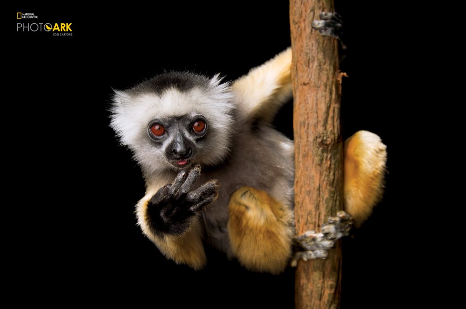  Above: Diademed sifaka, Propithecus diadema - females may only be fertile for one day a year, limiting this lemur's ability to rebuild fragmented populations. Photographed at Lemur Island in Madagascar